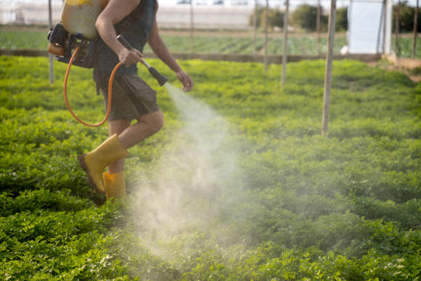 Best Wasp Removal Services  in Colchester, IL