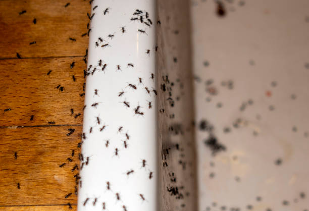 Best Rodent Control Near Me  in Colchester, IL