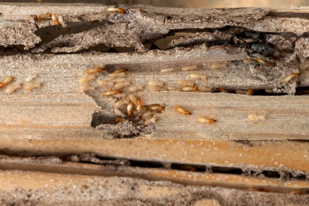 Trusted Colchester, IL Pest Control Experts
