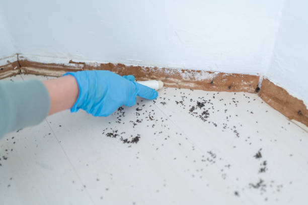 Best Flea Control Services  in Colchester, IL